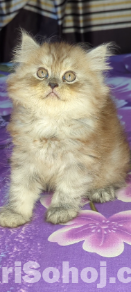 Persian cat